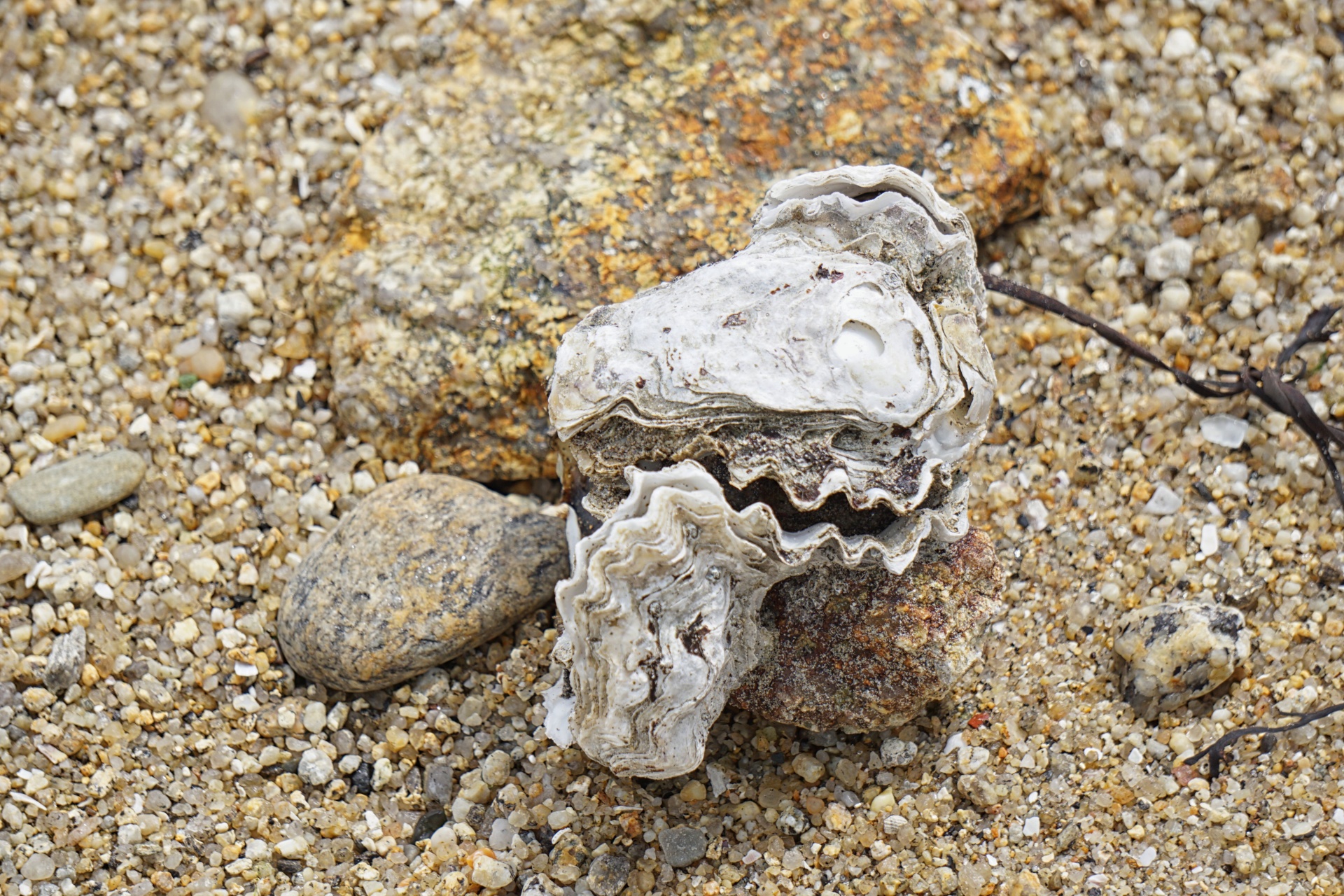 oyster shell seashell sand free photo
