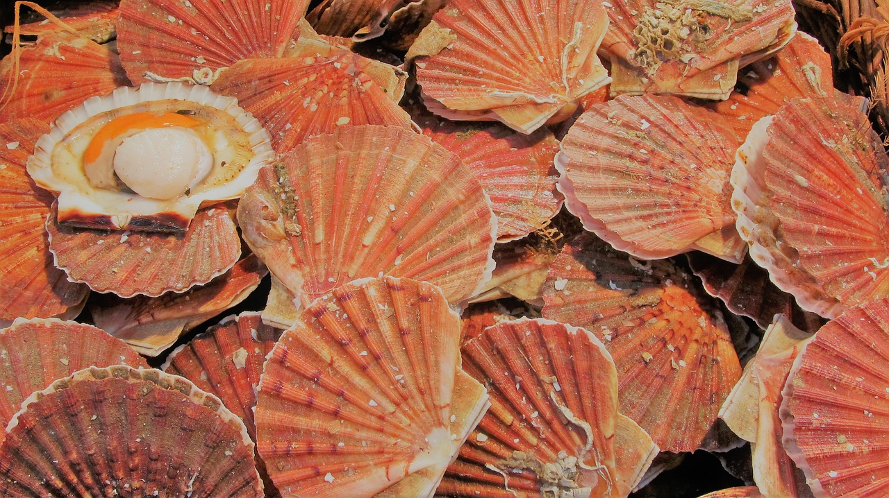 coquilles saint jacques fish shell free photo