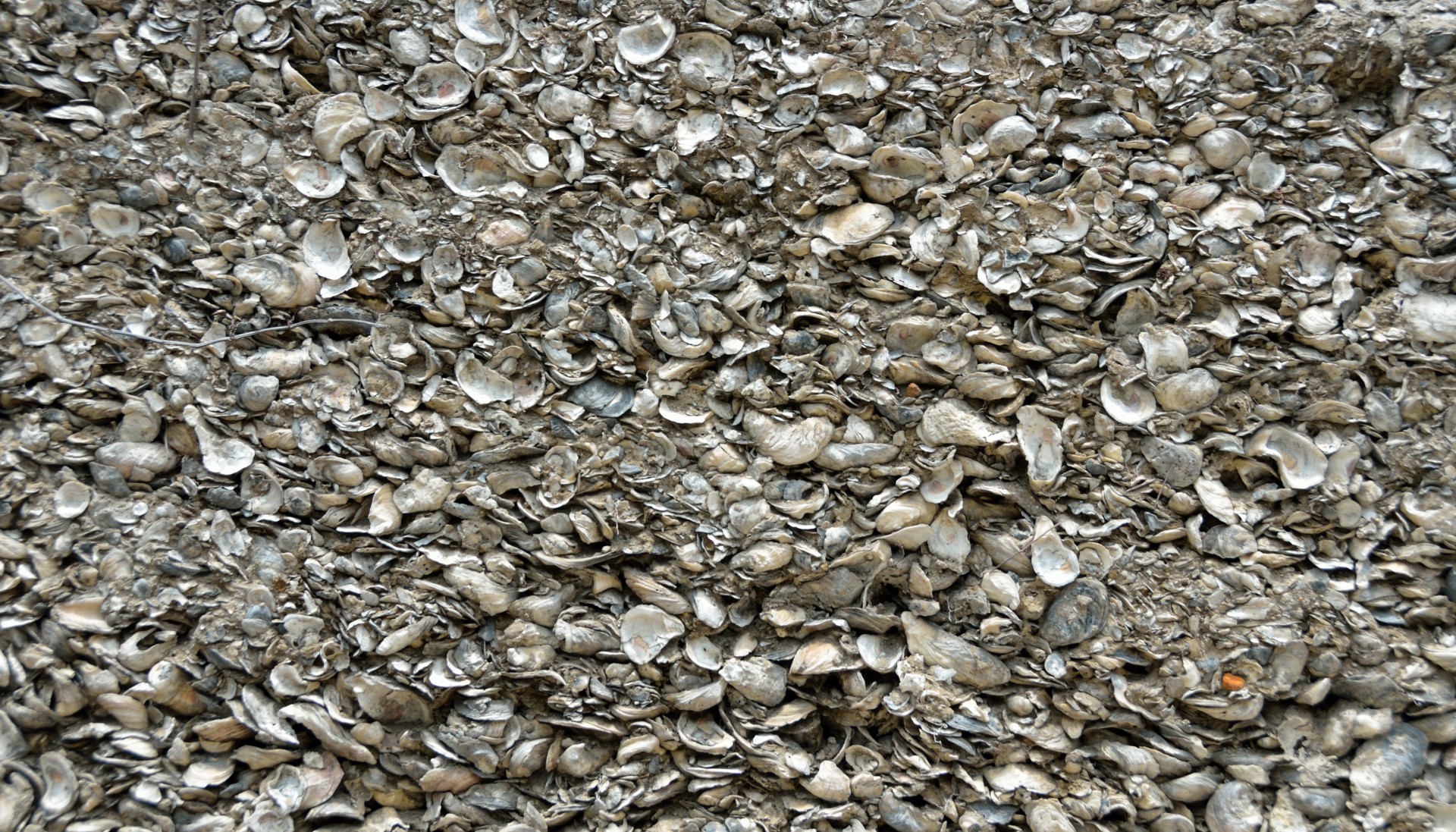 coquina shells shells wall free photo