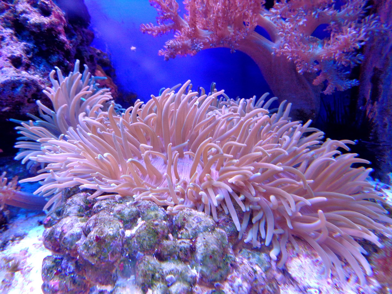 coral cay aquarium free photo