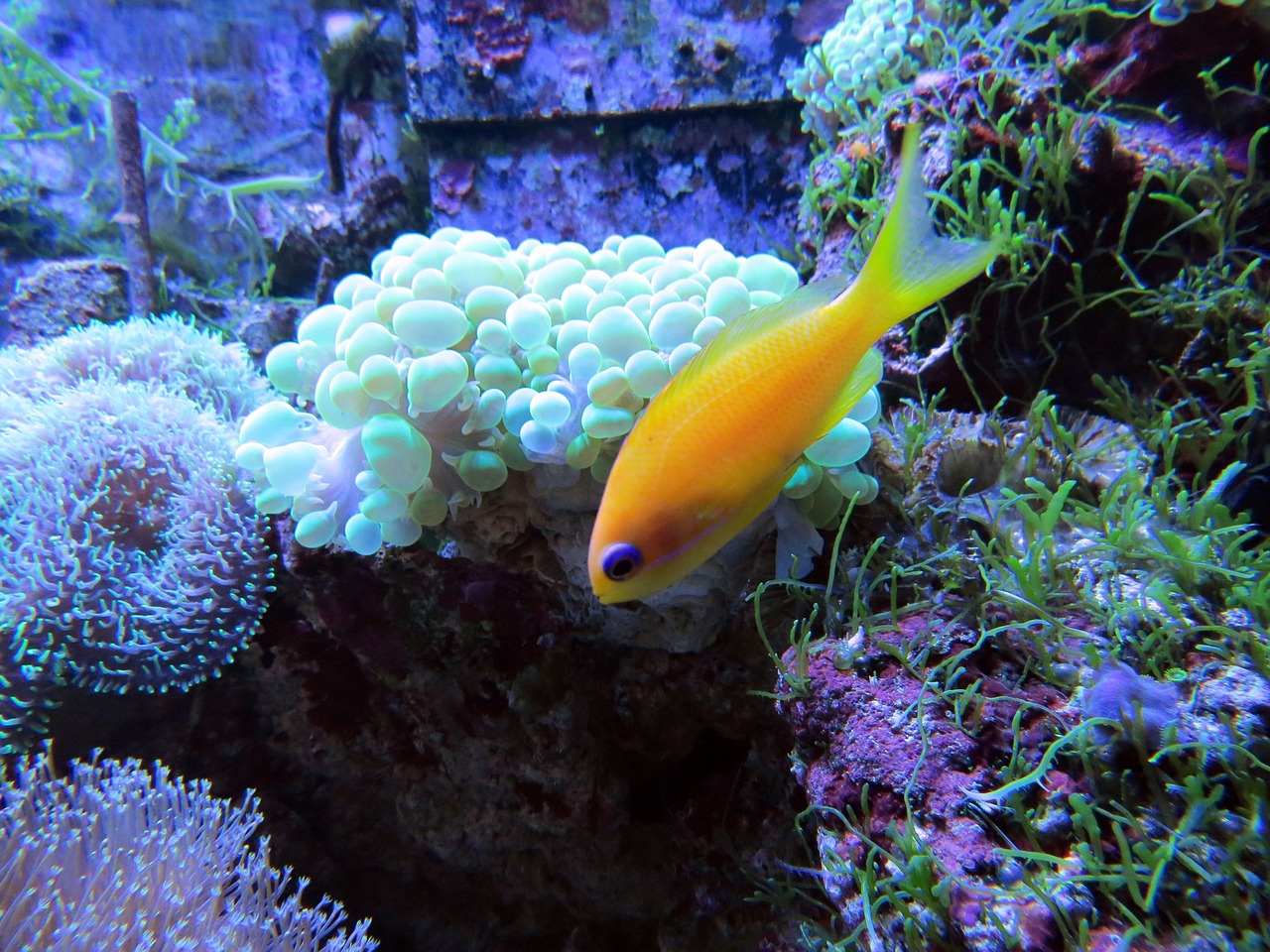 coral coral reef tropical fish free photo