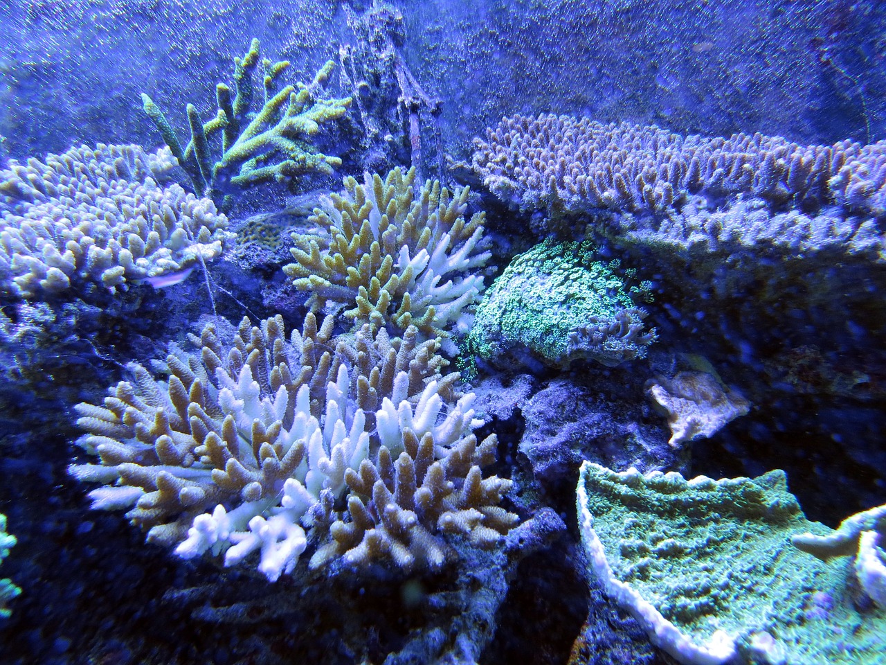 coral coral reef underwater creatures free photo