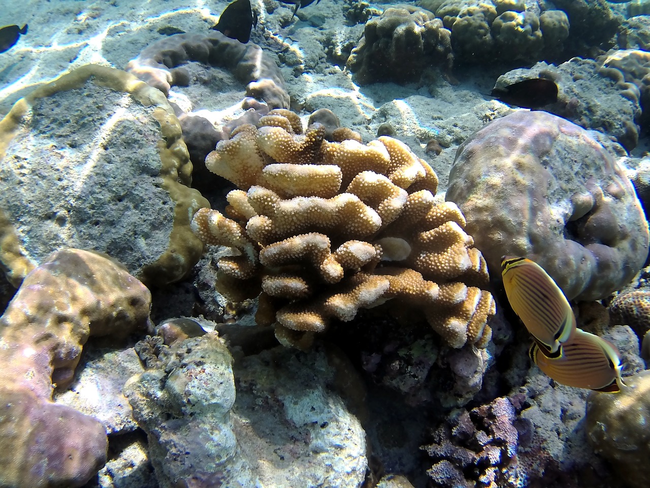 coral fish bali free photo