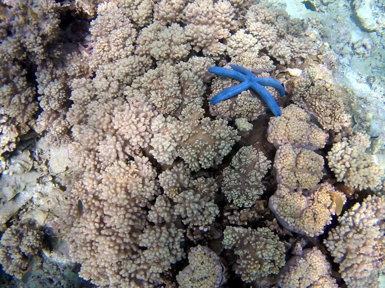 coral star blue free photo