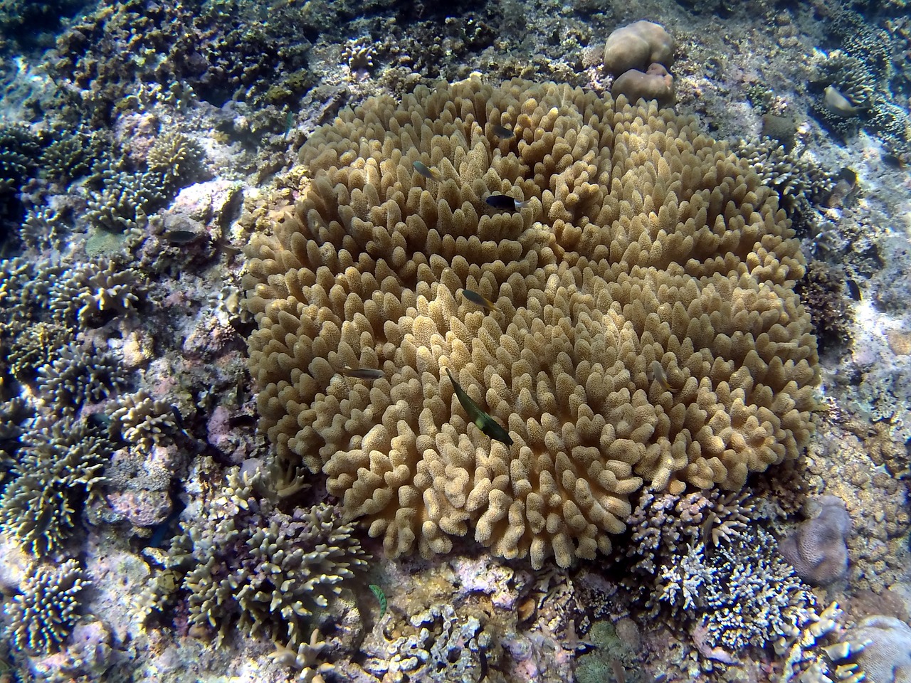 coral fish bali free photo