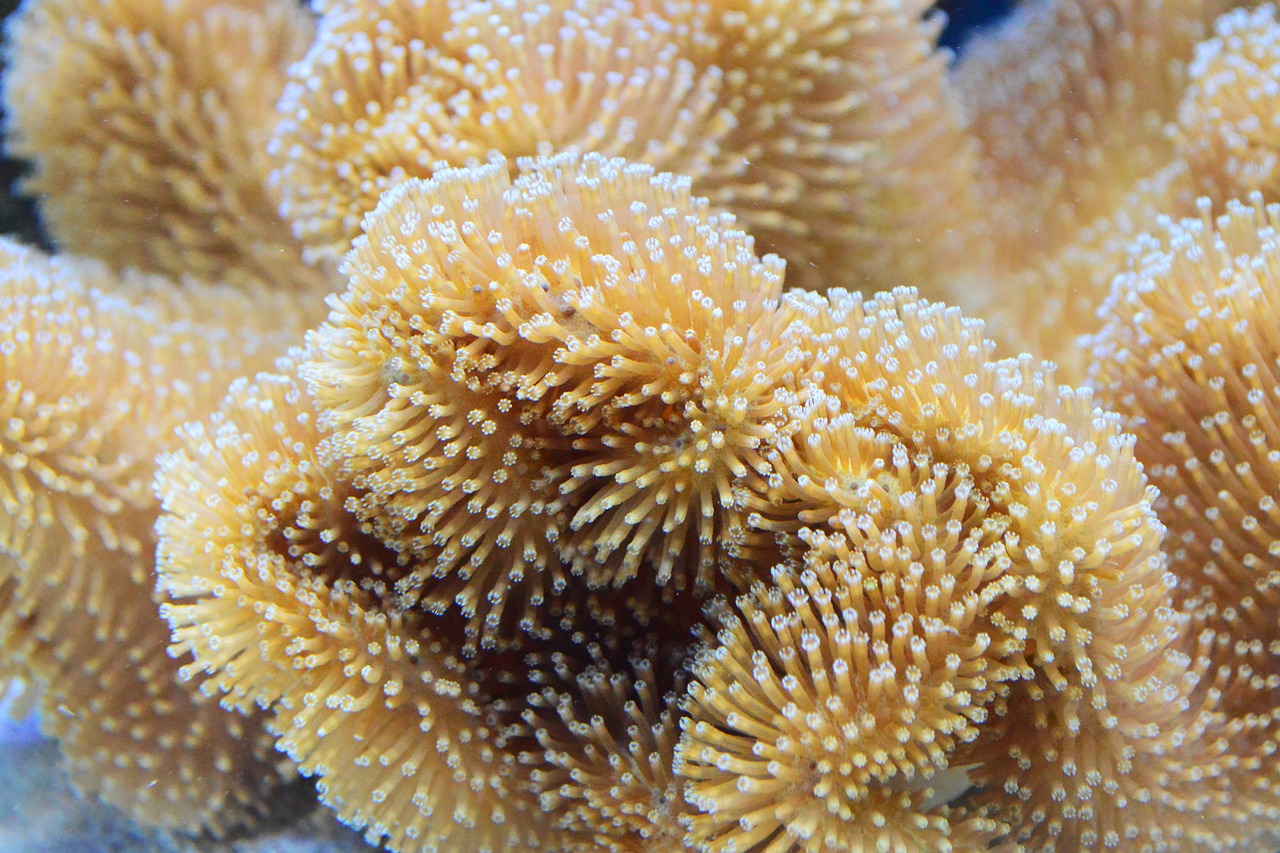 coral reef toadstool free photo