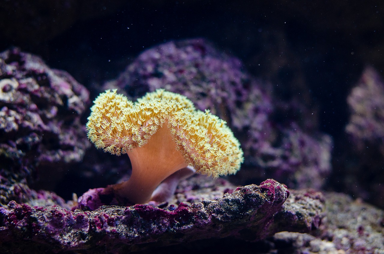 coral marine animal corals free photo