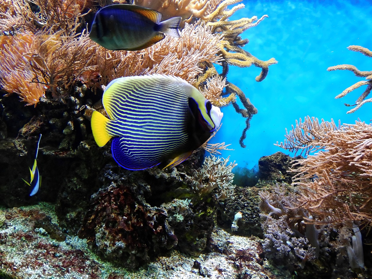 coral fish underwater free photo