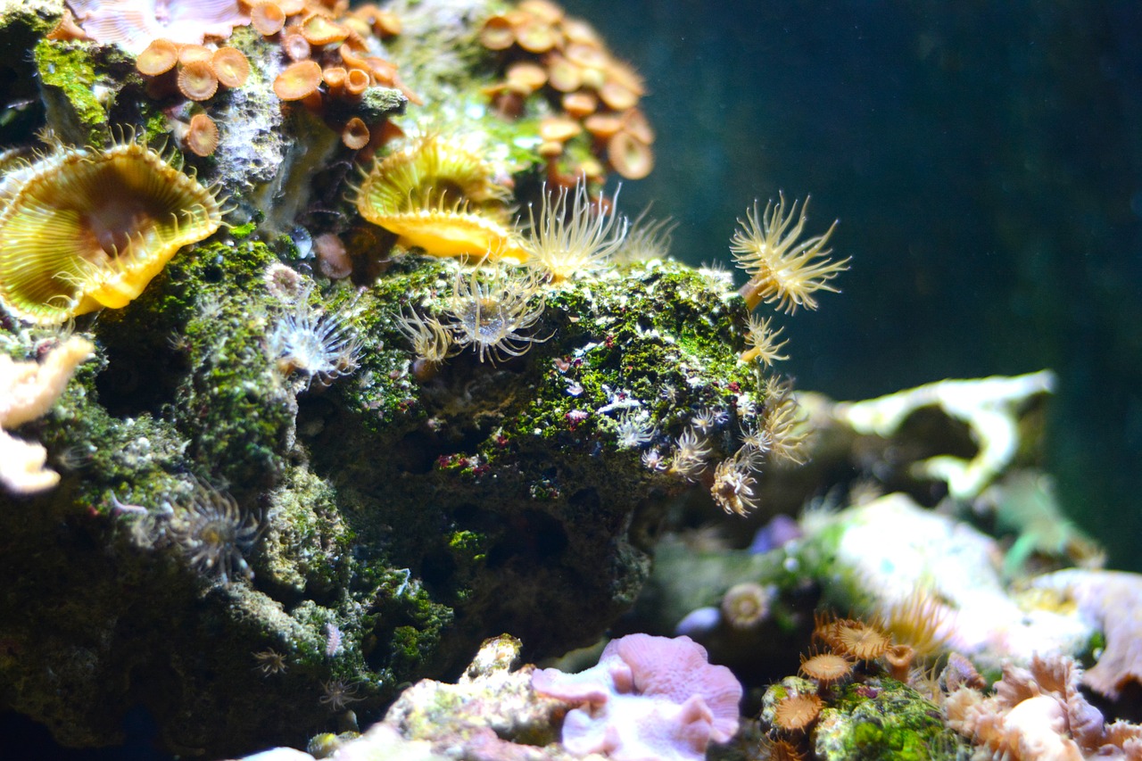 coral sea underwater free photo