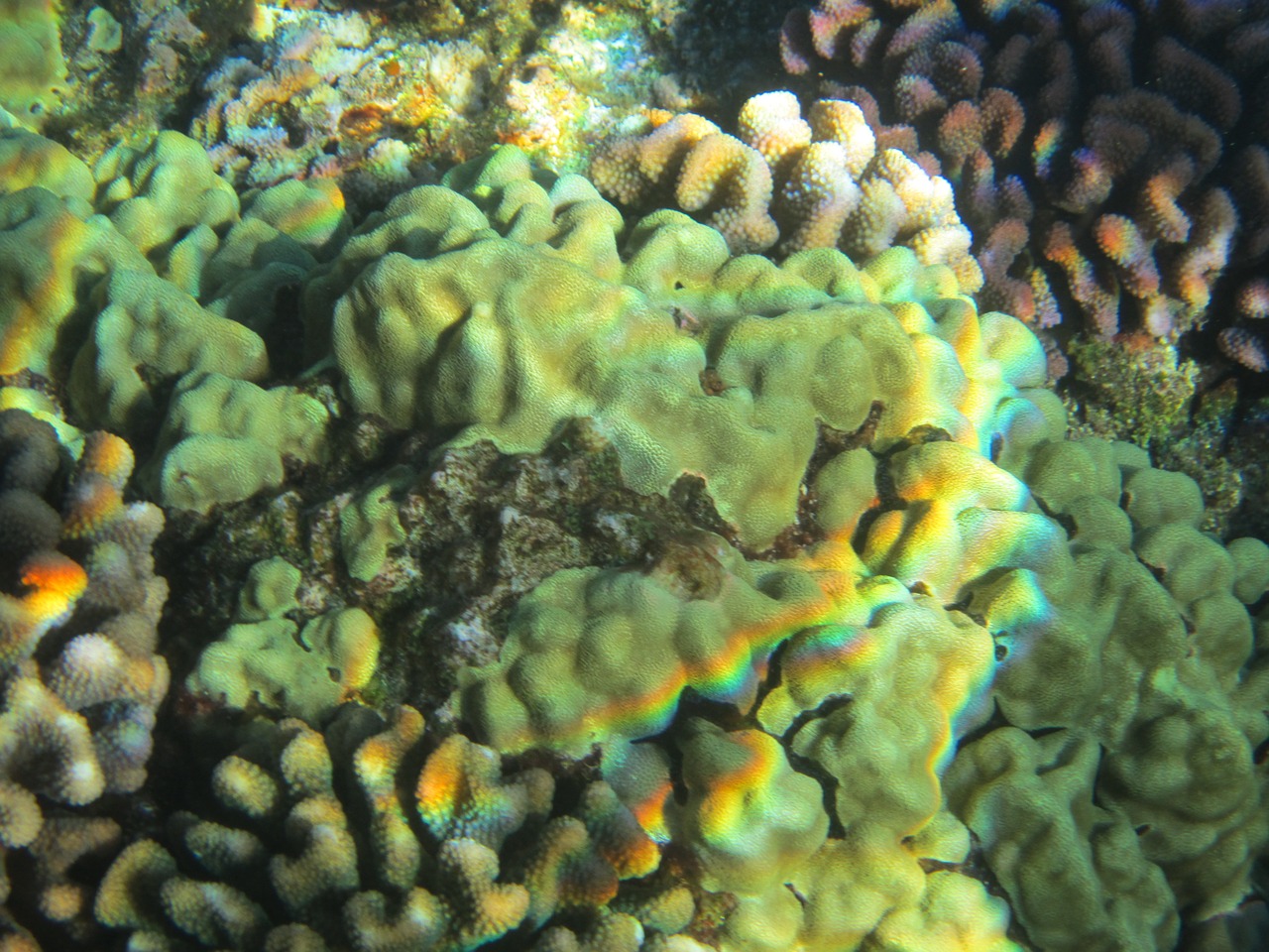 coral hawaii refraction free photo
