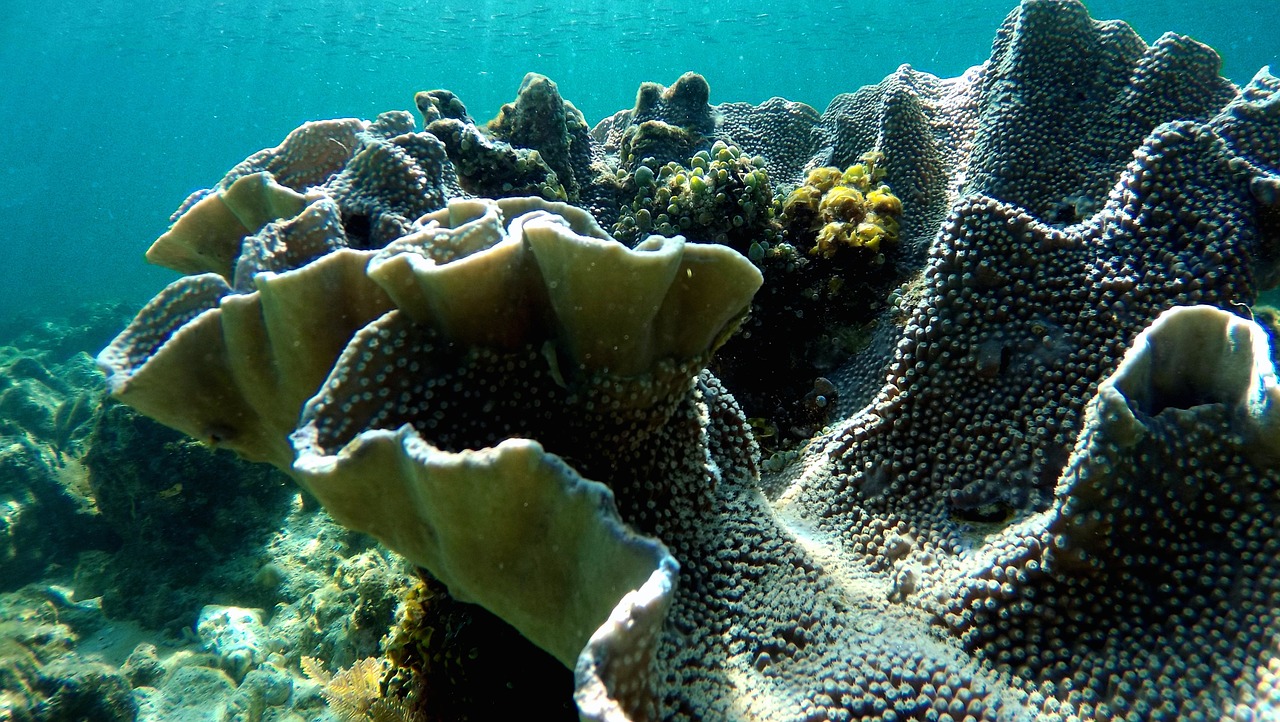 coral water diving free photo