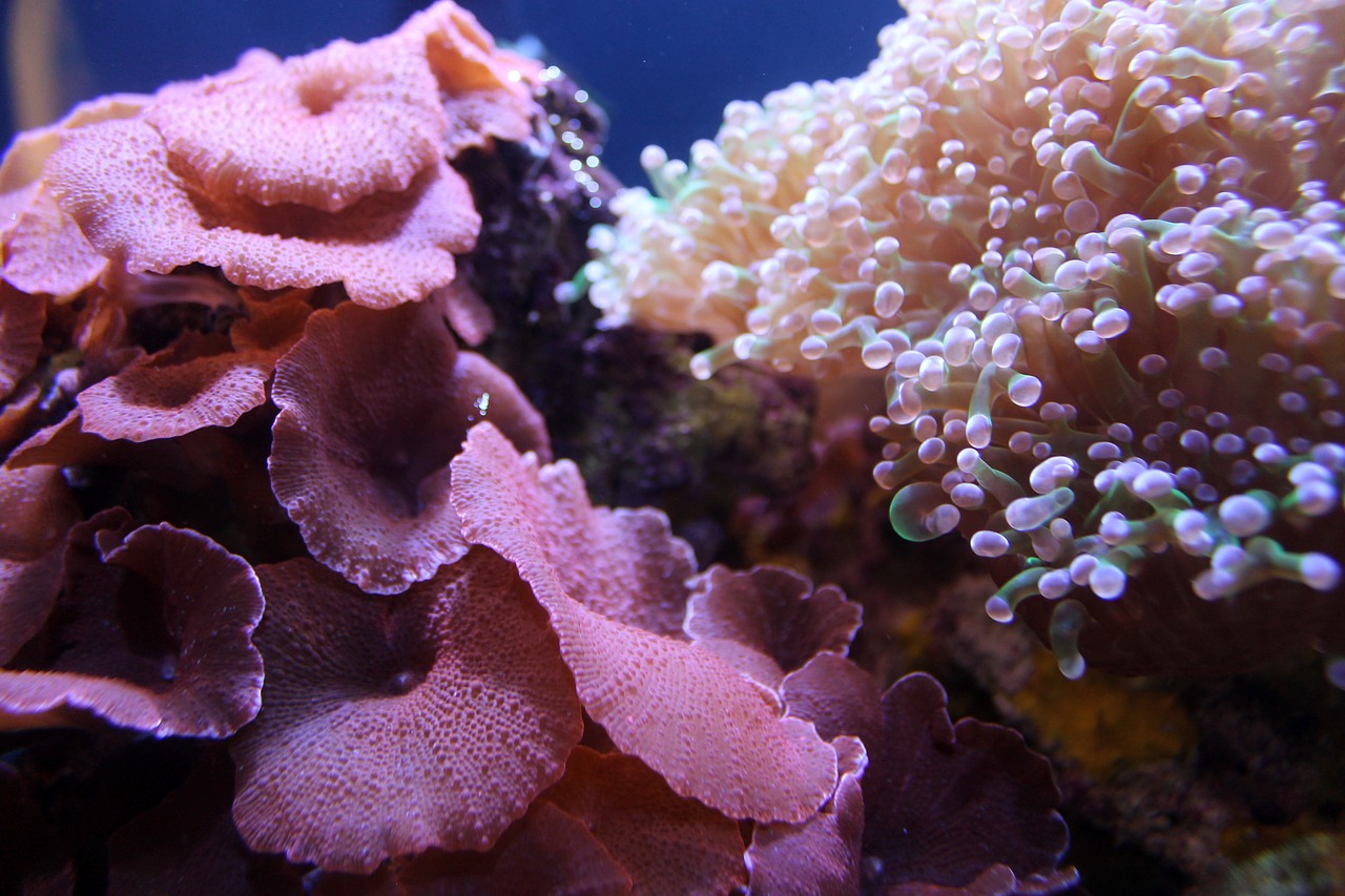 coral reef aquarium free photo