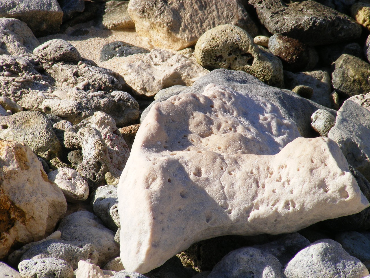 coral stone white free photo