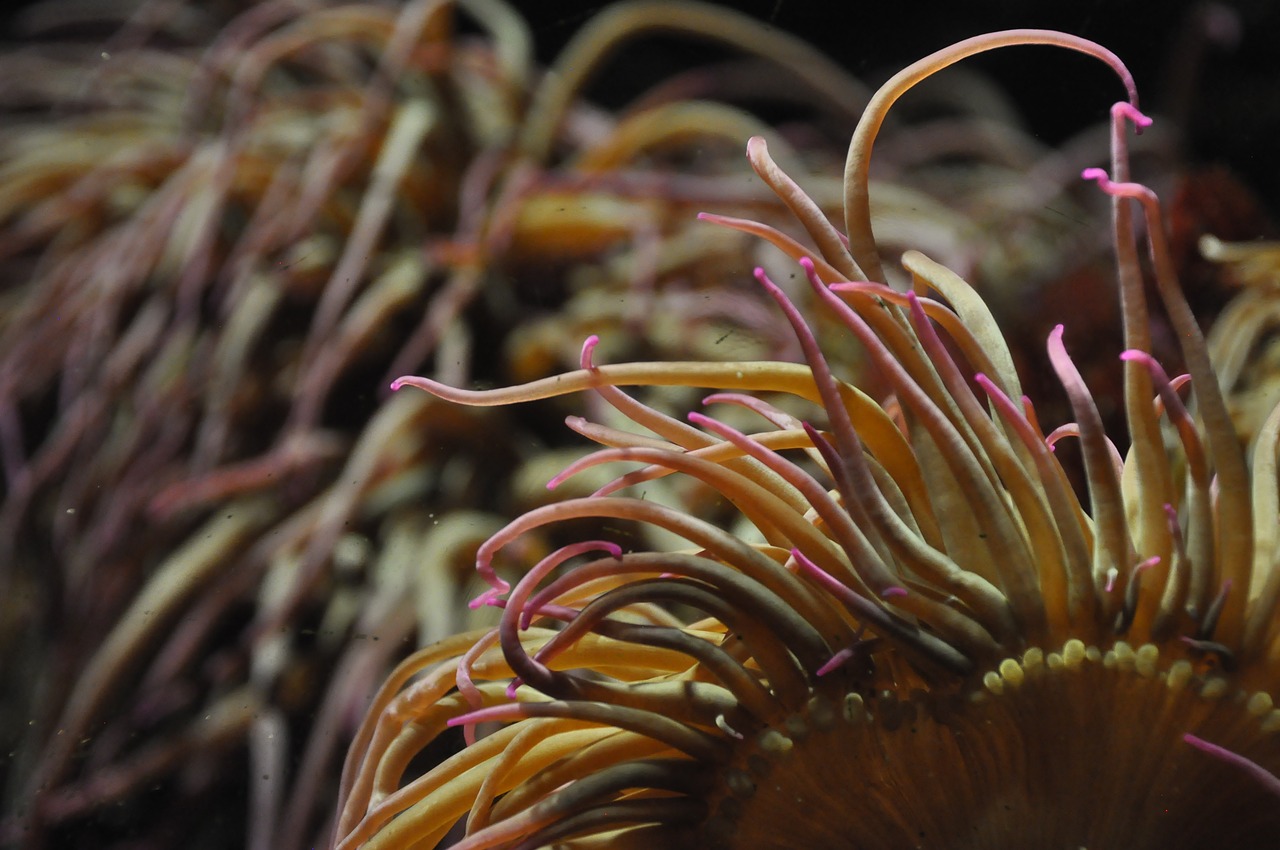 coral pink water world free photo