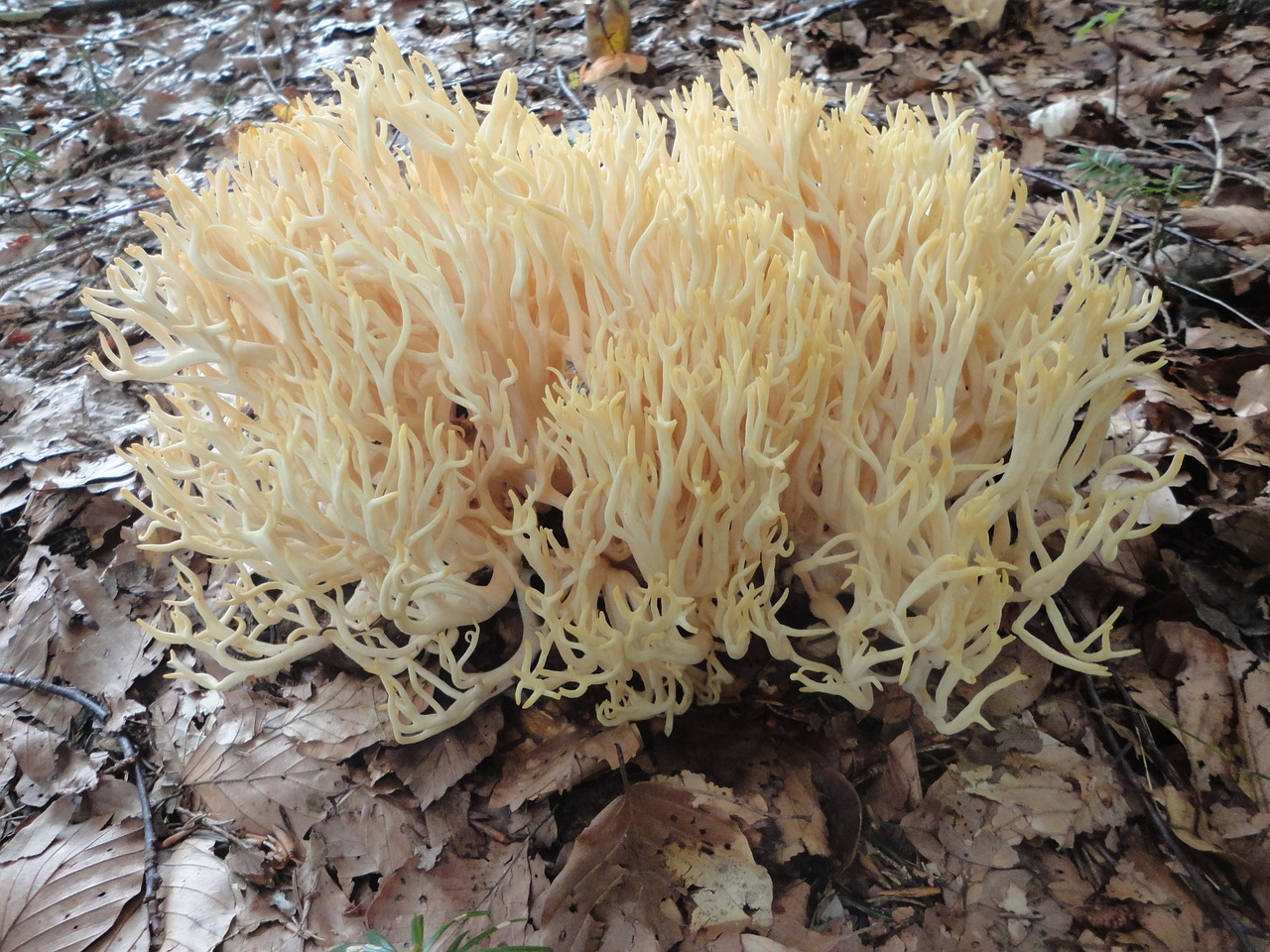 coral mushroom forest free photo