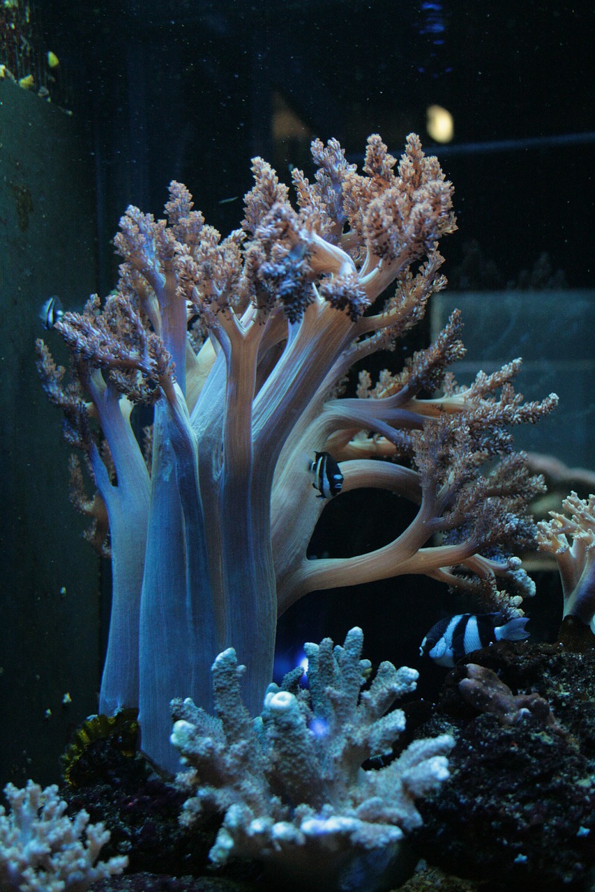 coral aquarium marine life free photo