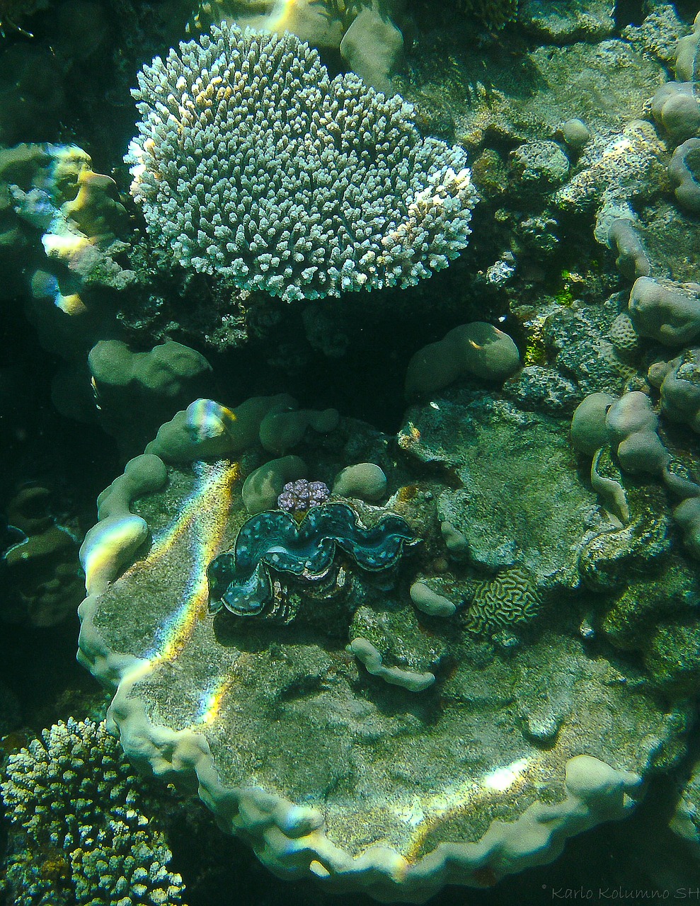 coral underwater photography underwater free photo