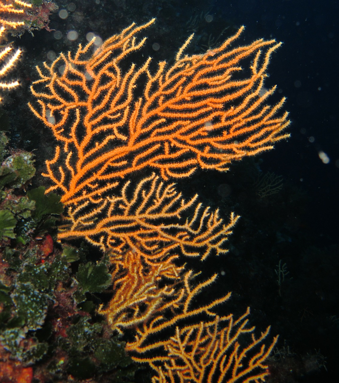 coral mediterranean divers free photo