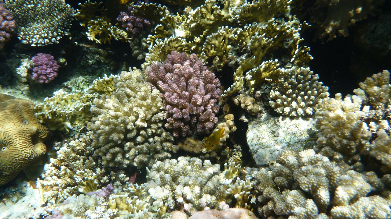 coral sea divers free photo