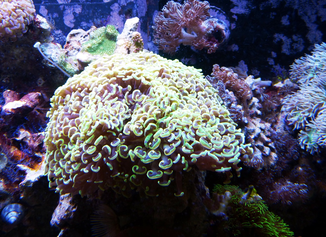 coral underwater ocean free photo