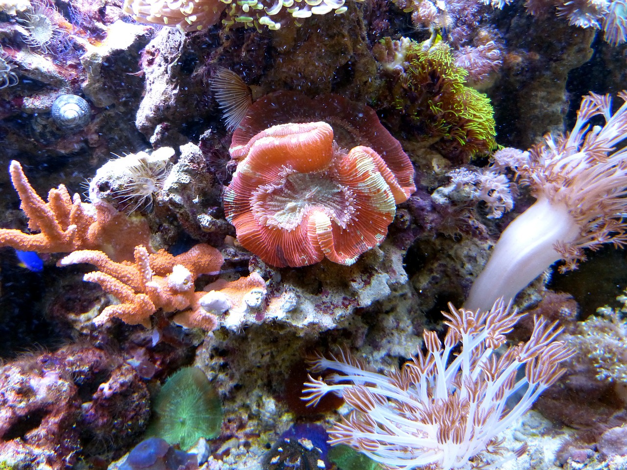 coral underwater ocean free photo