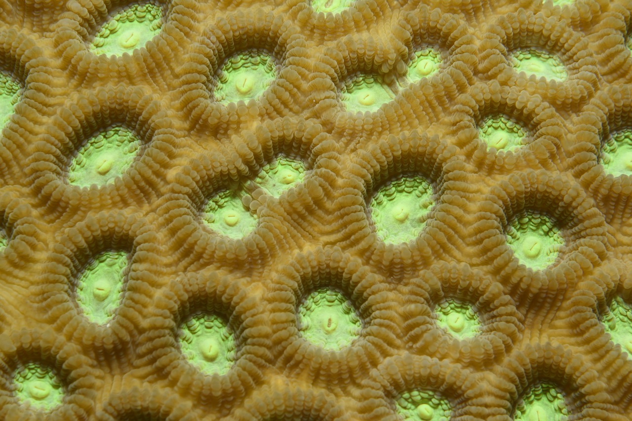 coral green indonesia free photo