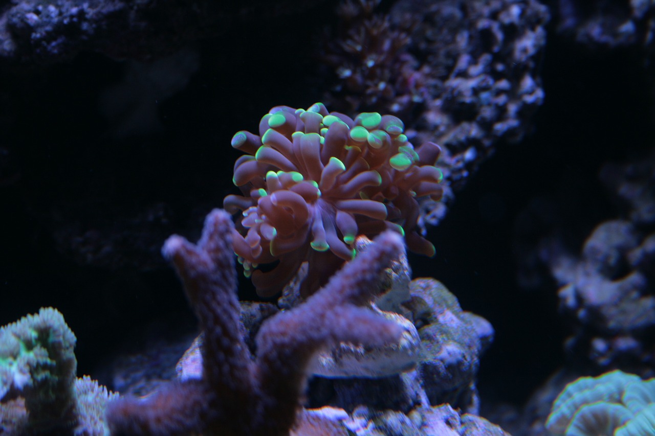 coral underwater ocean free photo