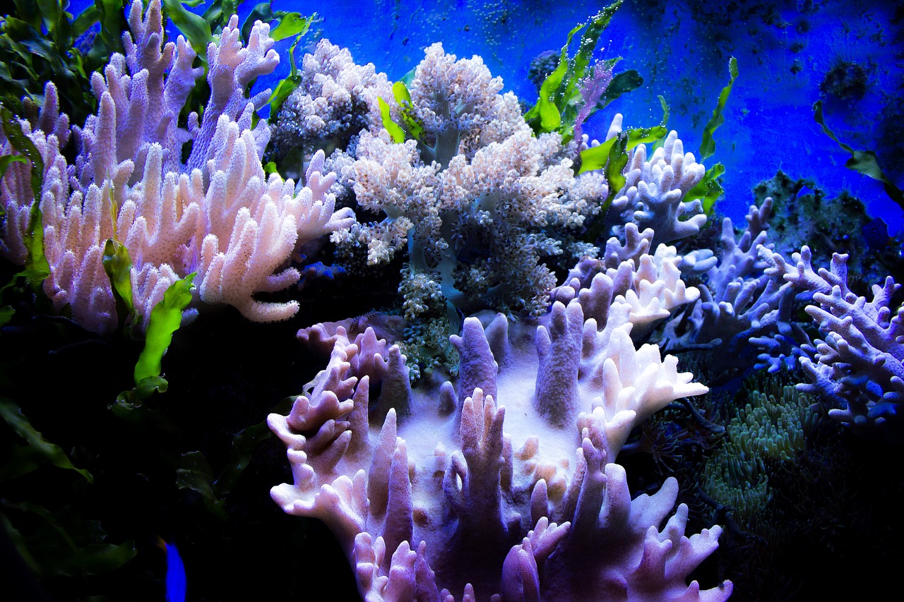 coral water color free photo