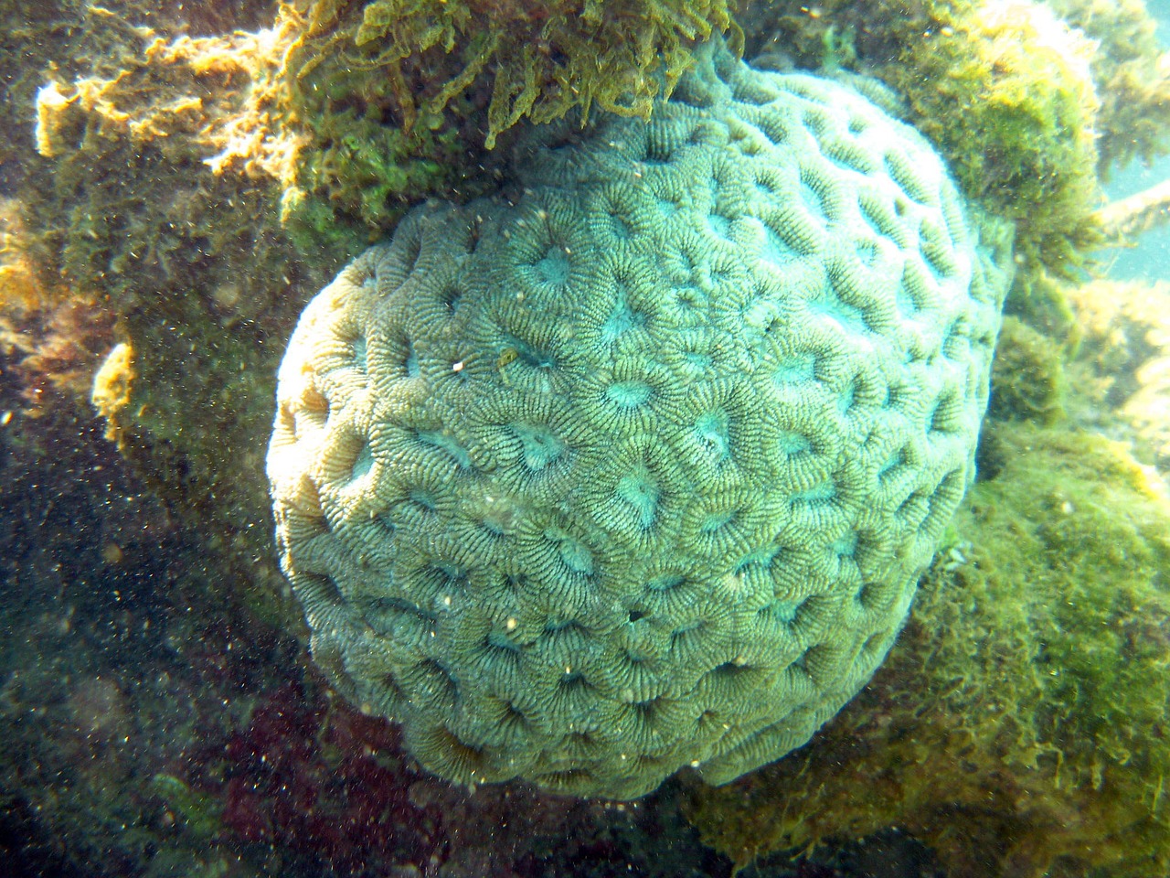 coral mar bahia free photo