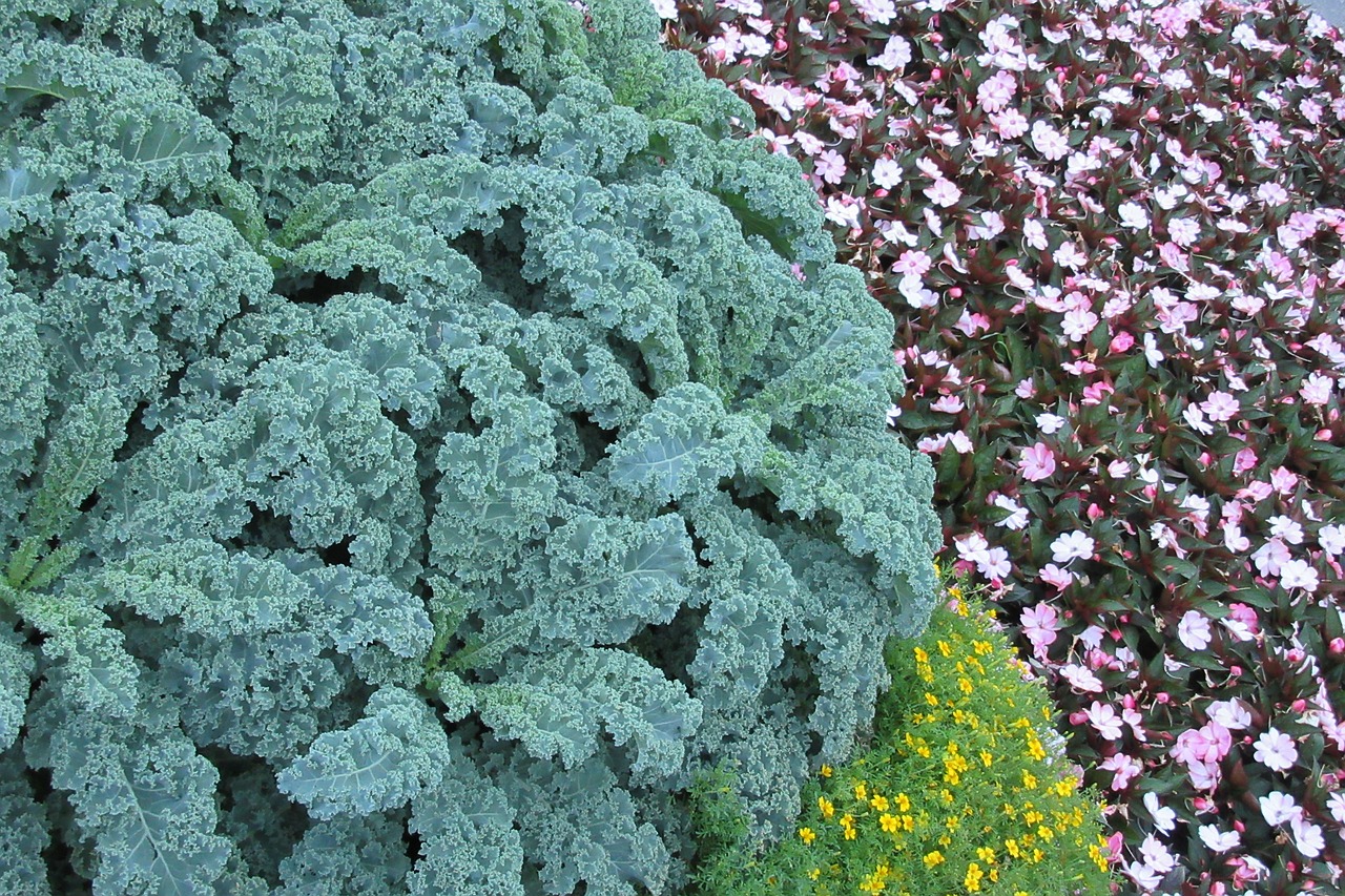 coral flower park free photo