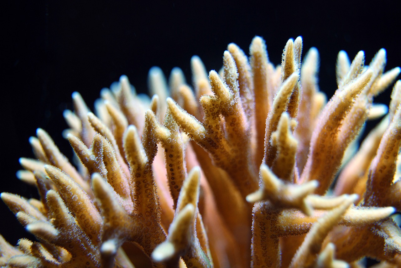 coral polyp reef free photo