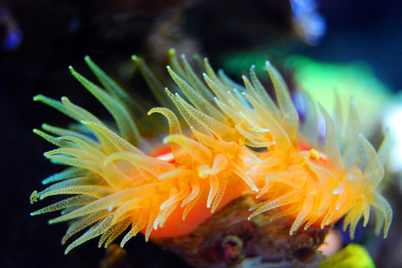 coral reef tentacle free photo