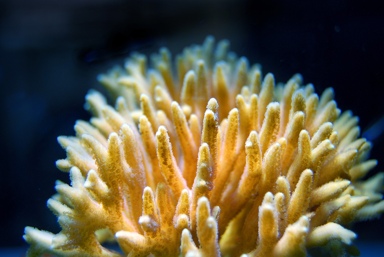 coral reef sea free photo