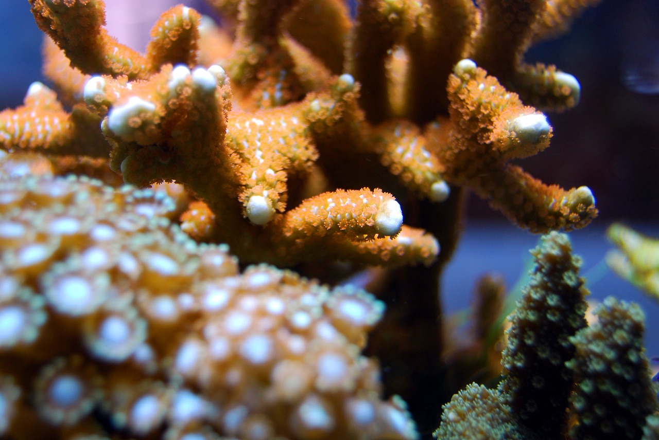 coral reef seawater free photo