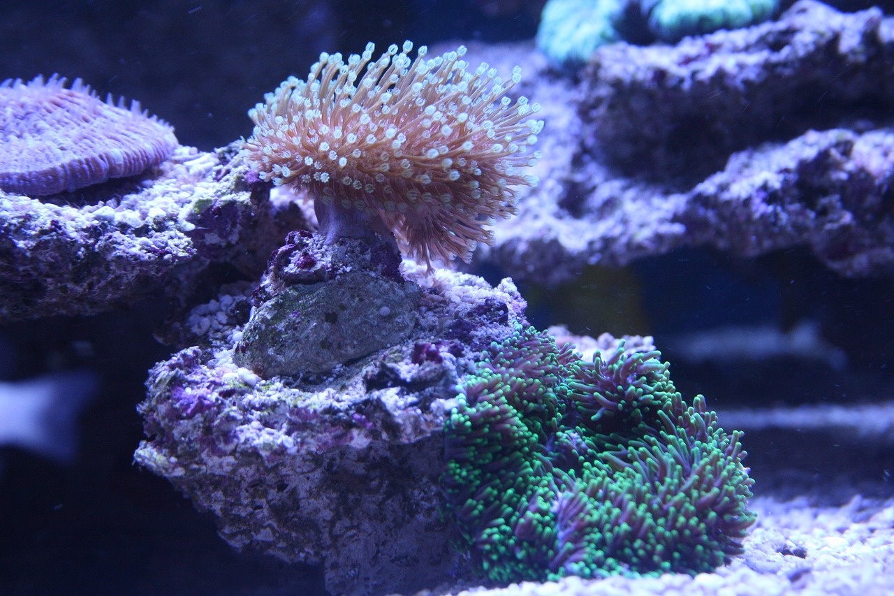 coral leather coral polyps free photo