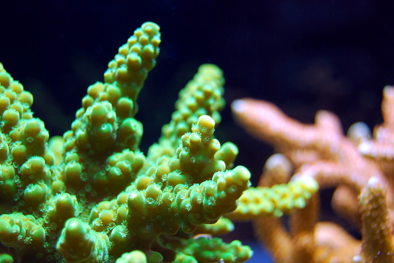 coral reef sea free photo