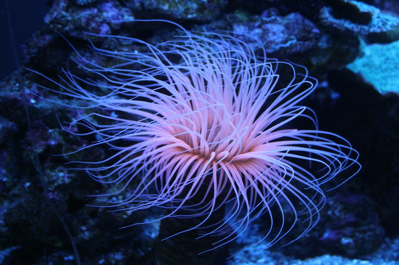coral underwater pink free photo