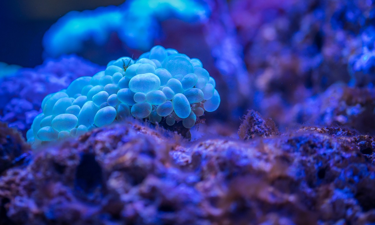 coral polyp free pictures free photo