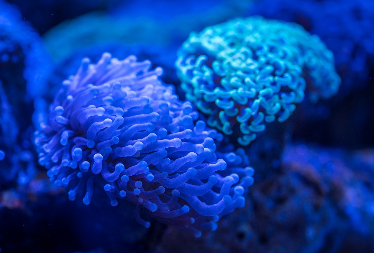 coral polyp free pictures free photo