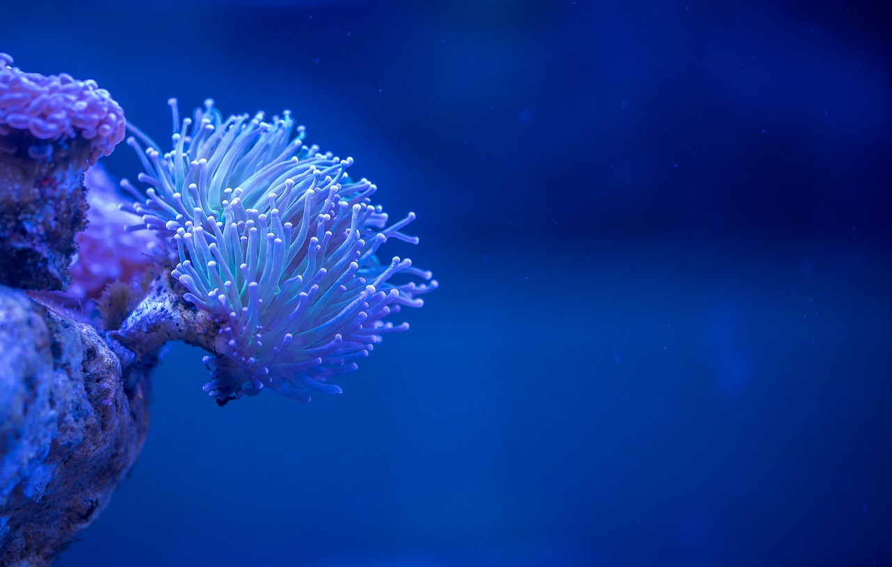 coral polyp free pictures free photo