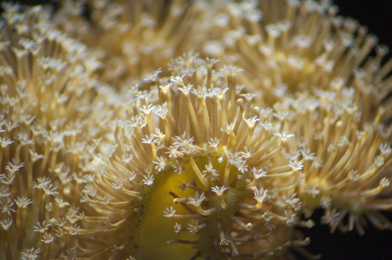 coral  toadstool  saltwater free photo
