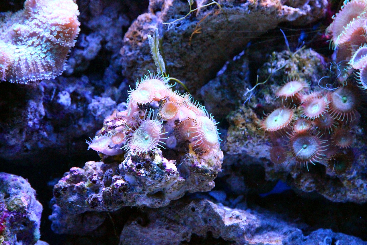 coral  polyp  aquarium free photo