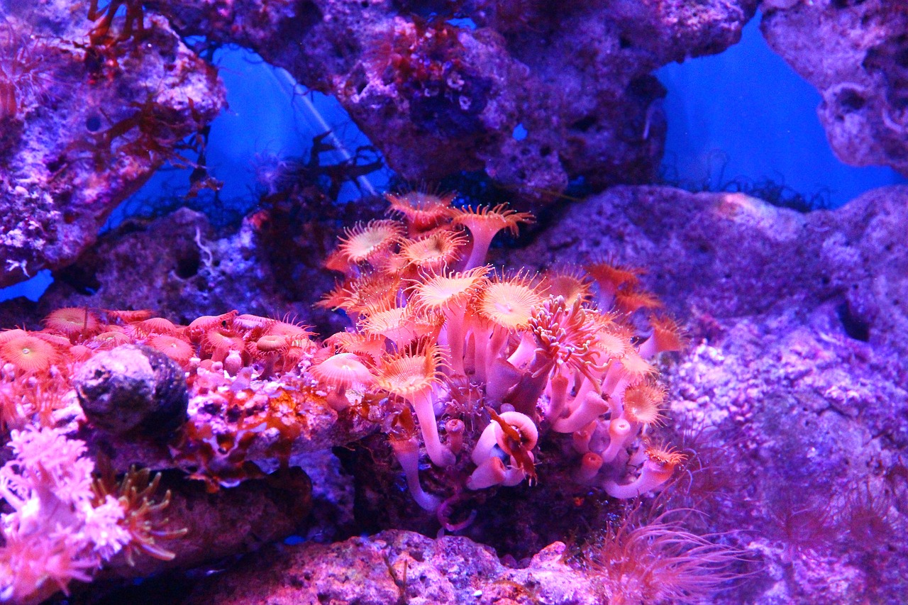 coral  polyp  actinium free photo