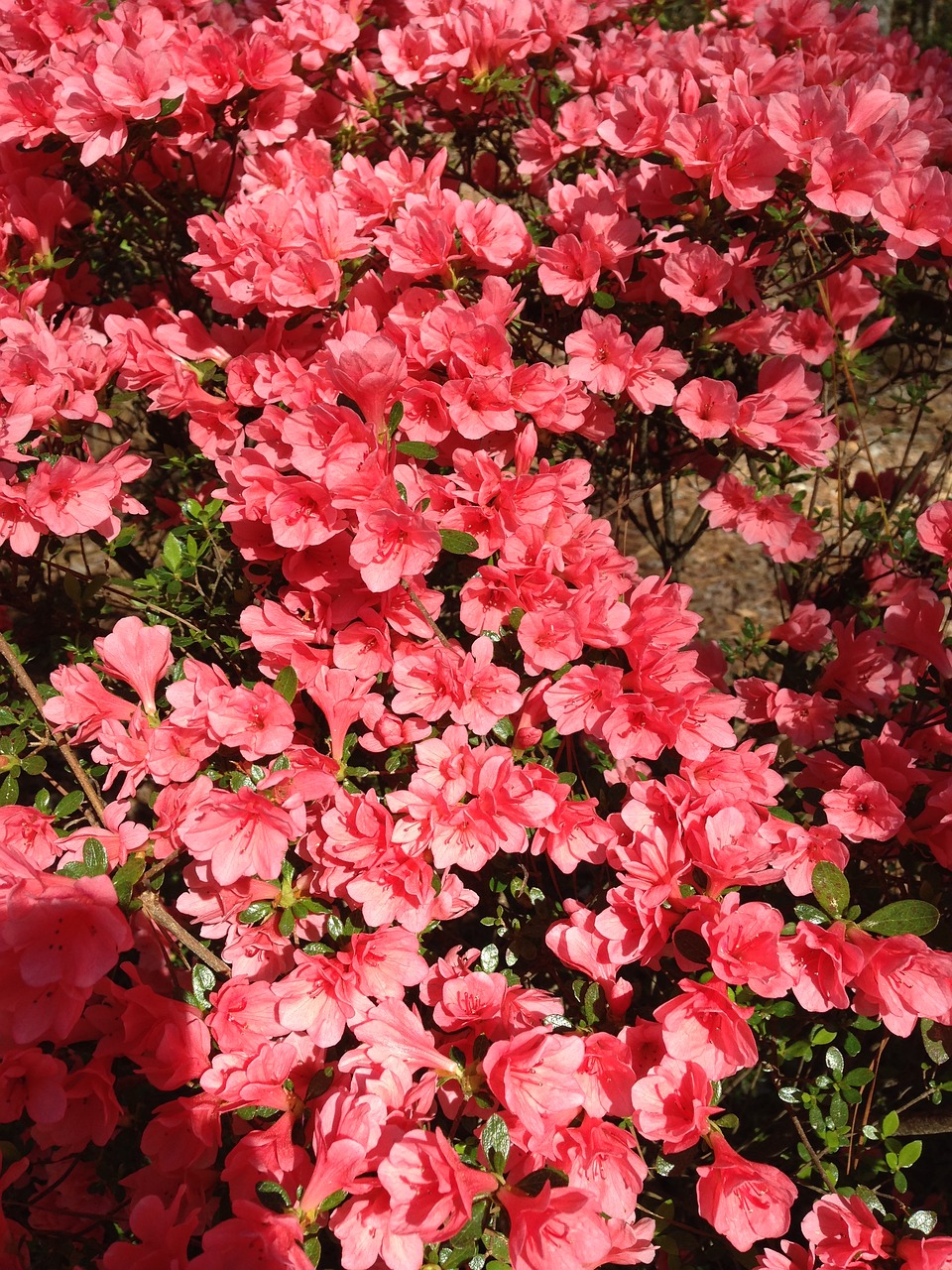 coral  flowers  bloom free photo