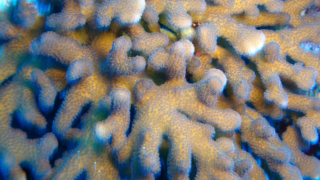 coral water atoll free photo