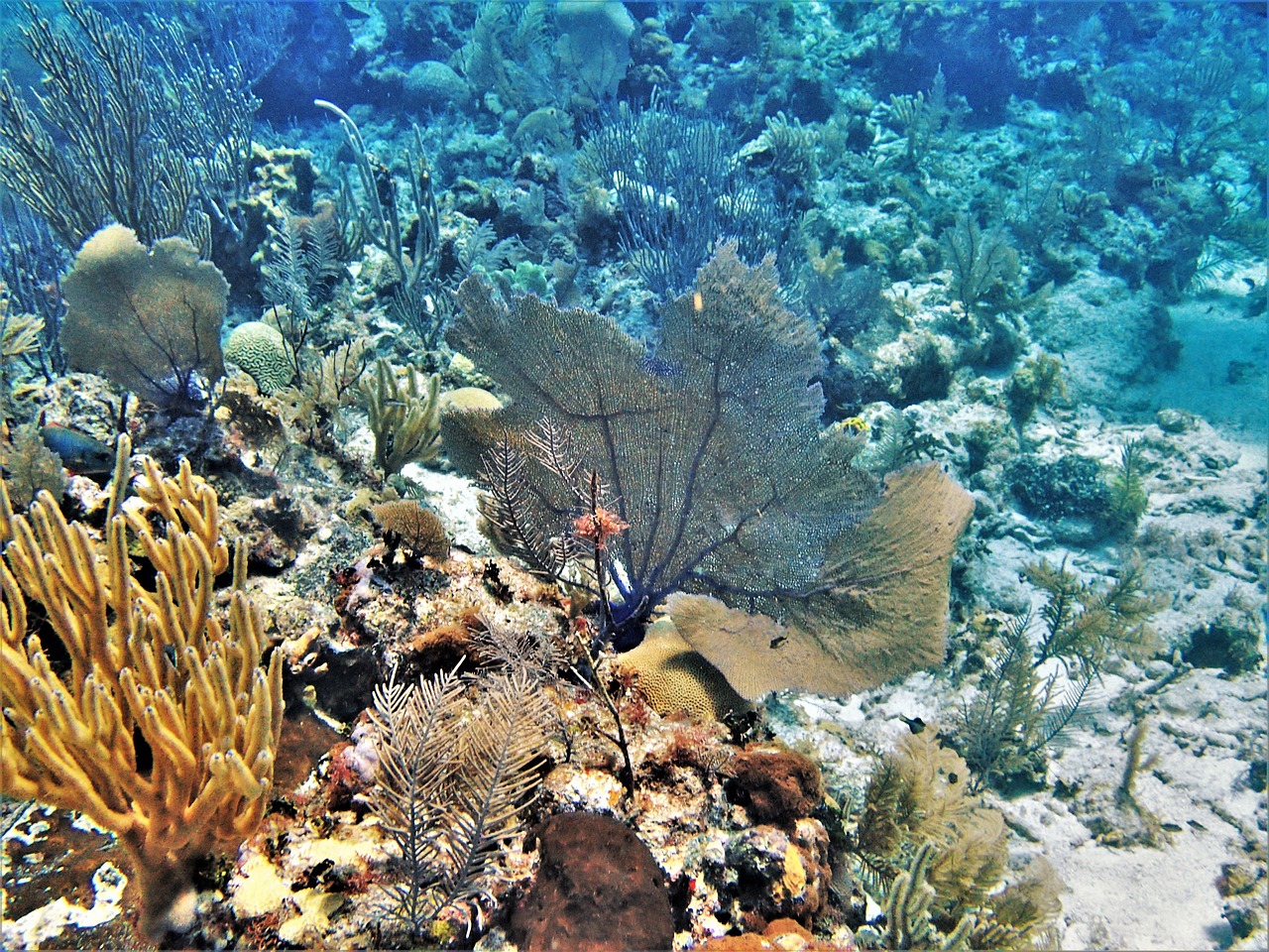 coral  belize  reef free photo