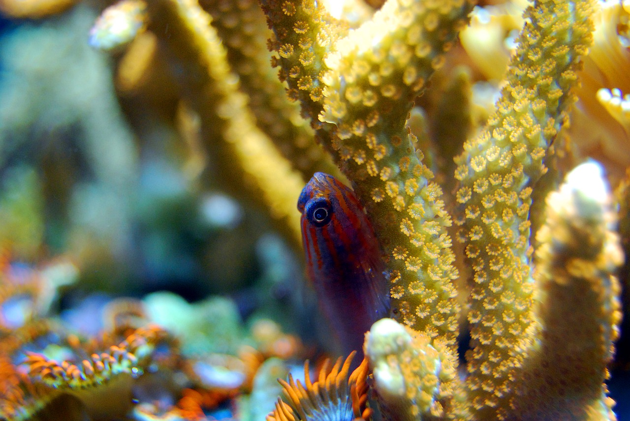 coral  reef  sea free photo