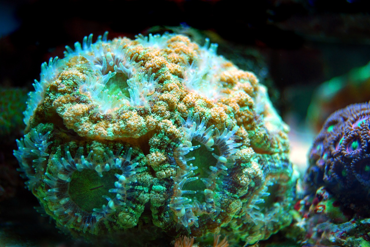coral  reef  sea free photo