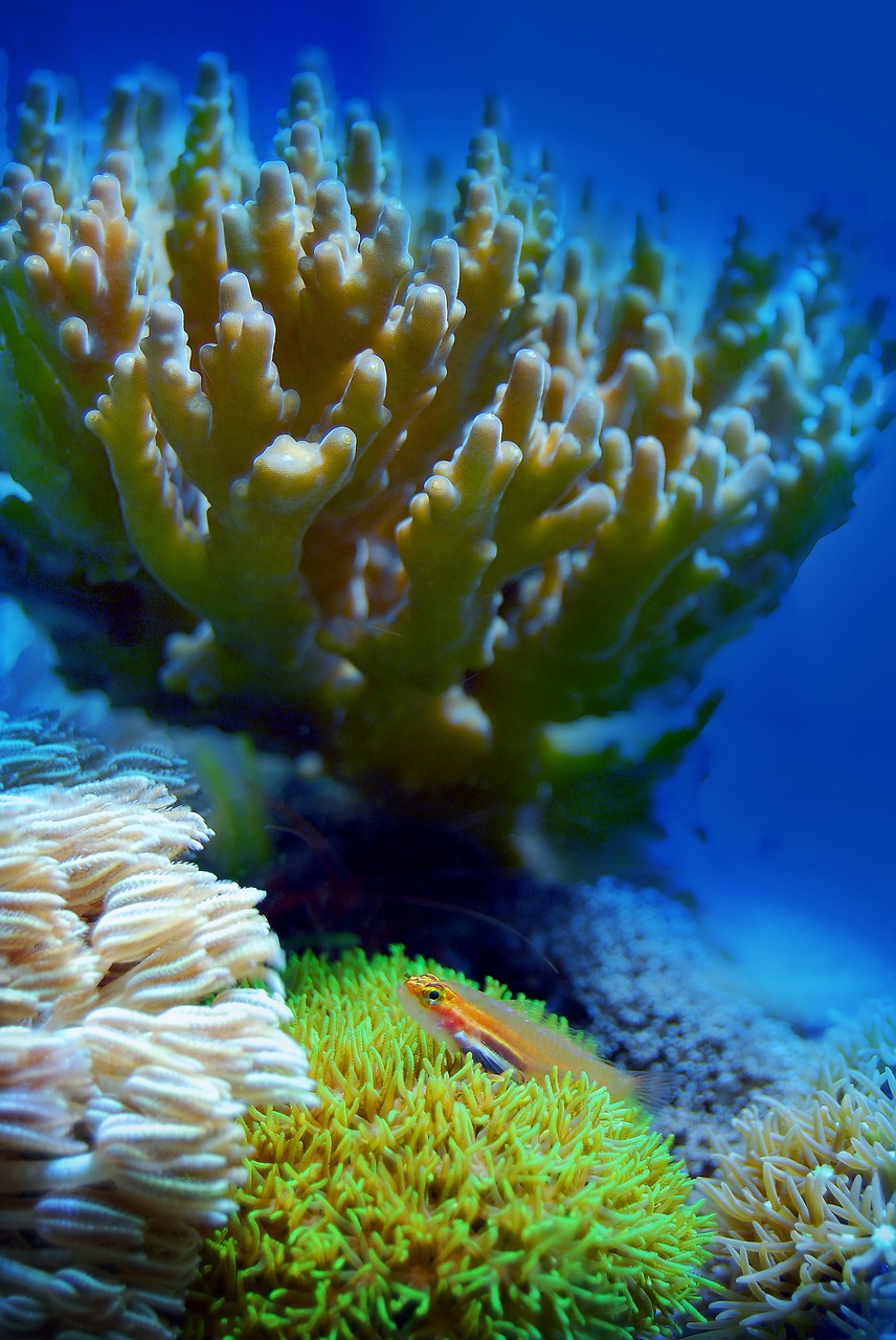 coral  reef  sea free photo