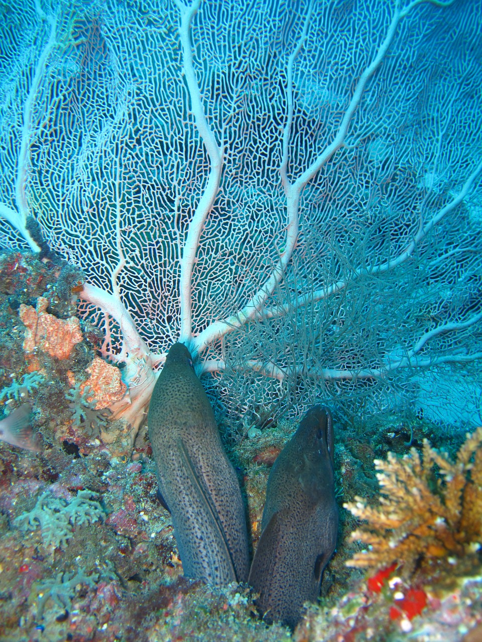 coral moray eels sea free photo